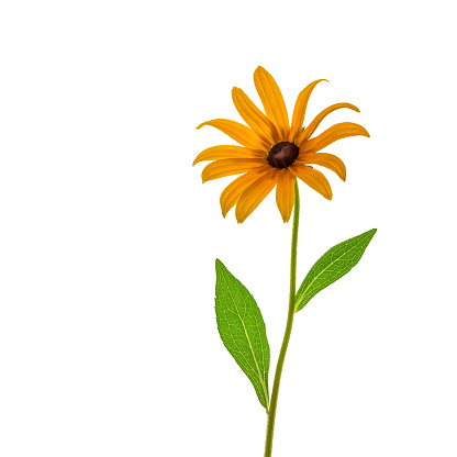 Rudbeckia on a white background. One flower black eyed susan
