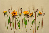 Flower composition. Rudbeckia flowers, poppy pods and ears of corn on a beige stucco background. Top view, flat lay. Autumn floral arrangement.