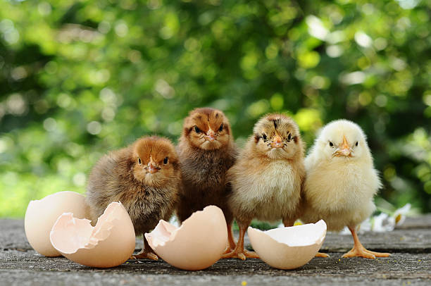 les petits poussins et coquilles de œufs - oisillon photos et images de collection