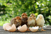Four young chicks standing by empty eggshells