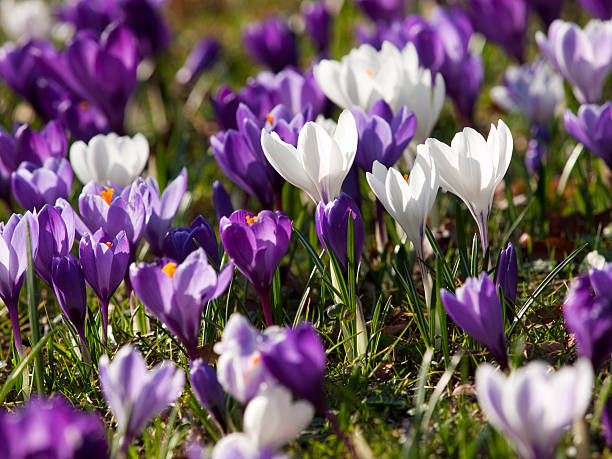 istock Field of purple and white Crocus flowers 153425706