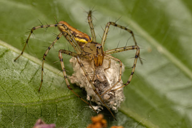 istock Adult Female Lynx Spider 1534258267
