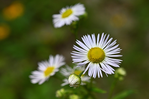 White and yellow blossoms of flowering chamomile, a widely known medicinal herb, shine on a green background