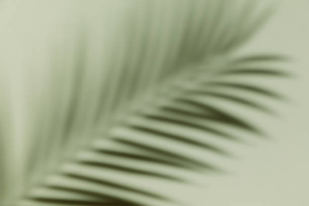 istock Palm leaf shadow on a green wall background. Olive color stylish flat lay with trendy shadow and sun light. 1534258917