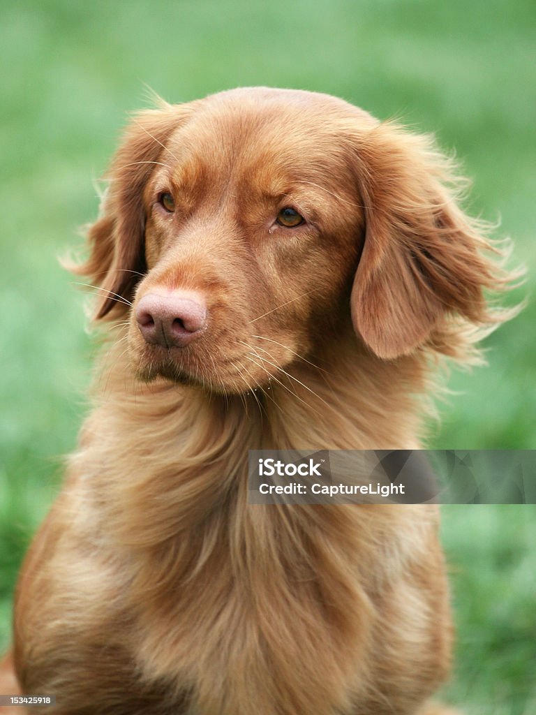 Nova Scotia Duck Tolling Retriever Nova Scotia Duck Tolling Retriever in the garden Animal Stock Photo