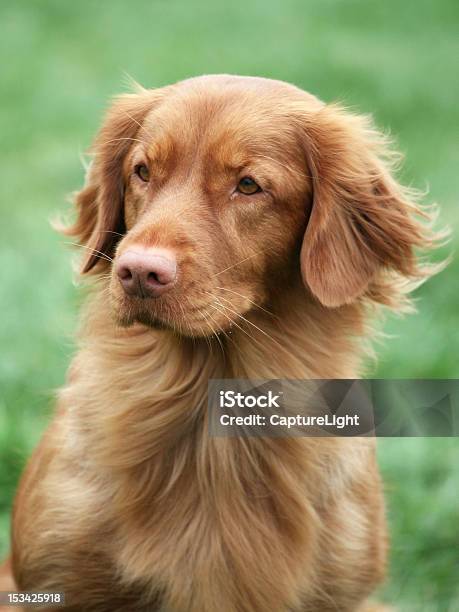 Nova Scotia Duck Tolling Retriever Stock Photo - Download Image Now - Animal, Animal Body Part, Animal Eye