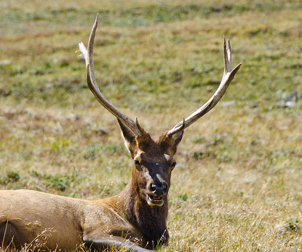 istock Bull Elk resting in the grass 153425939