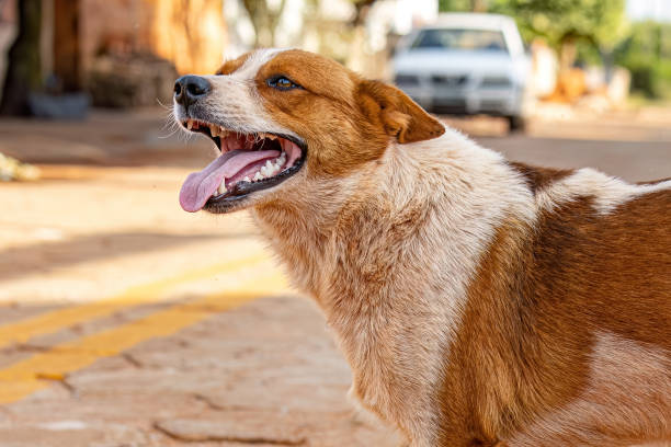istock dog abandoned on the street 1534259427