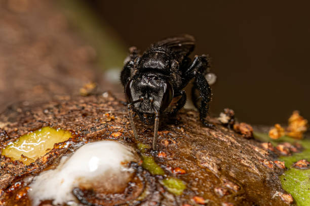 istock Adult Stingless Bee 1534260477
