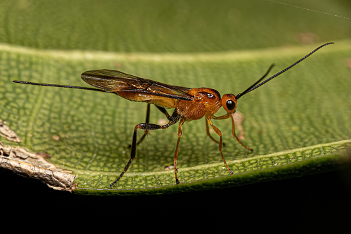 Adult Braconid Wasp of the Family Braconidae