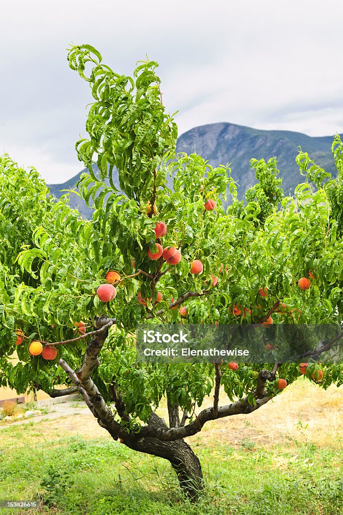 Peaches на дерево - Стоковые фото Персиковое дерево роялти-фри