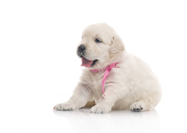 small cute golden retriever puppy,  on white background