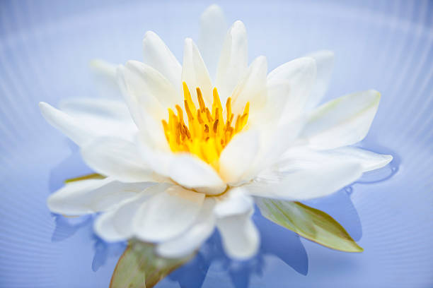 istock Lotus flower 153426660