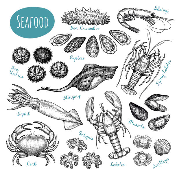 Seafood ink sketch collection. Seafood collection. Ink sketches isolated on white background. Hand drawn vector illustration. Retro style. collection clam stock illustrations
