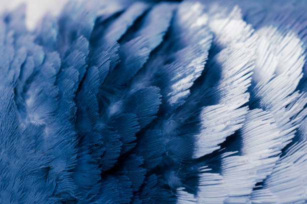 Blue-and-yellow macaw blue feathers in close range