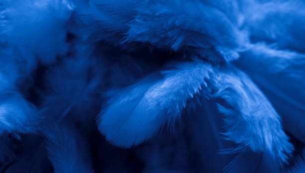 istock blue feather pigeon macro photo. texture or background 1534279264