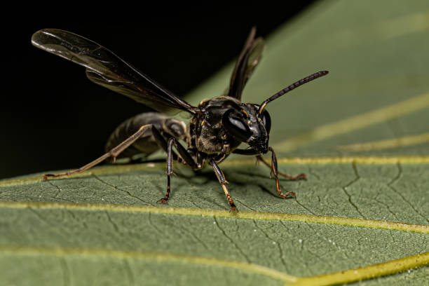 istock Adult Long-waisted Honey Wasp 1534287846