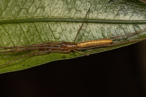 Adult Long-jawed Orbweaver Spider of the Genus Tetragnatha