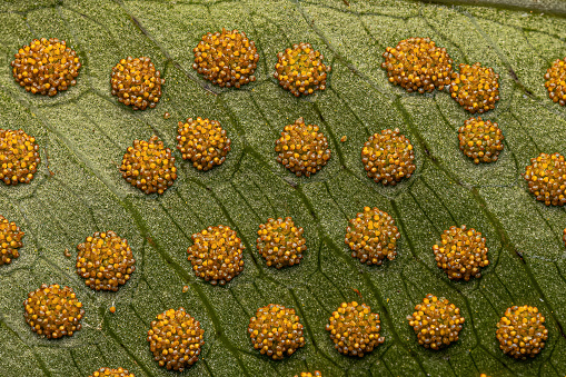 Sporangia on the leaves of a fern of the Order Polypodiales