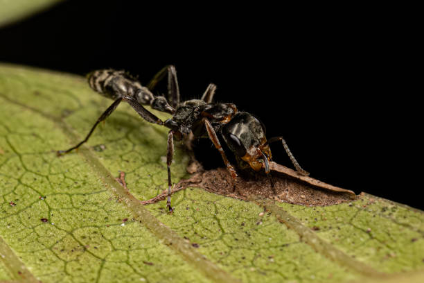 istock Adult Female Twig Ant 1534290276