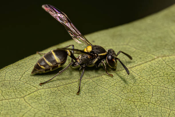 istock Adult Long-waisted Honey Wasp 1534290817