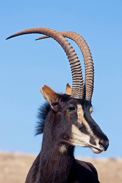 Portrait of Sable Antelope stock photo
