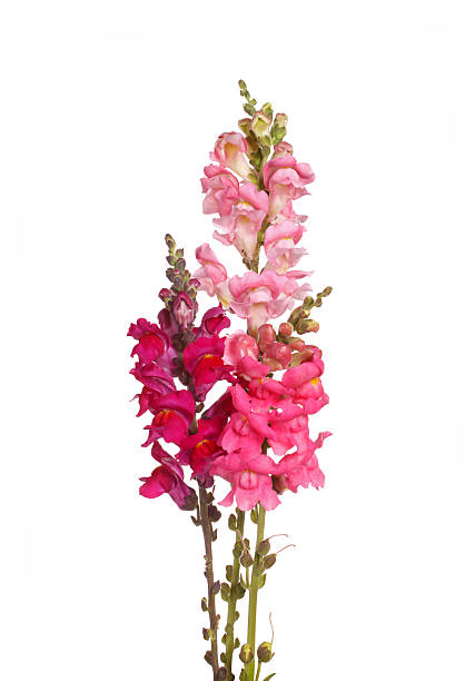 tiges de rose, de rouge et de violet shapdragon fleurs sur blanc - snapdragon photos et images de collection