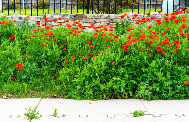 istock Red Poppy Flowers and green spring growth 1534300234