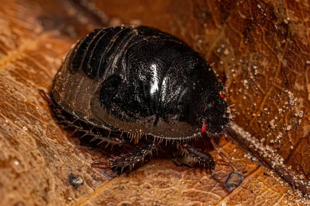 Adult Burrowing Bug of the Family Cydnidae