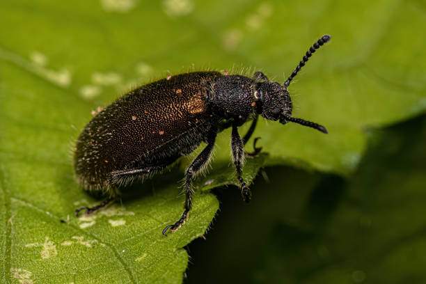 istock Adult Long-jointed Beetle 1534308196