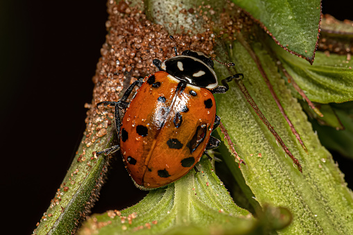 Adult Convergent Lady Beetle of the species Hippodamia convergens