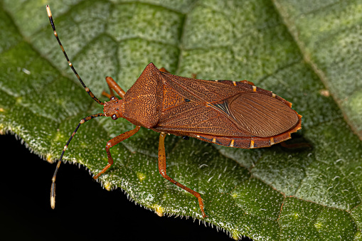 Adult Squash Bug of the Genus Anasa