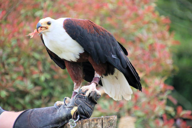 istock A view of an African Sea Eagle 1534309303