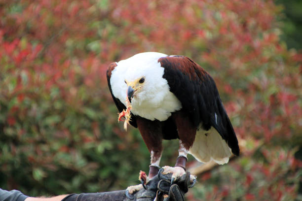 A view of an African Sea Eagle on a post