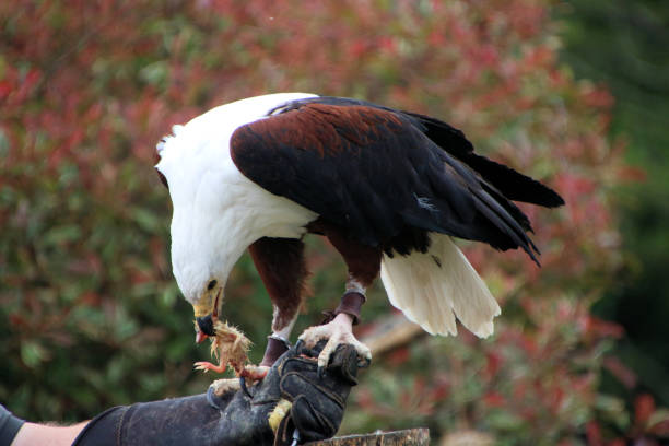 istock A view of an African Sea Eagle 1534309415