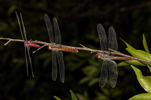 Tropical King Skimmers Dragonflies of the Genus Orthemis