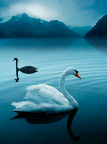 Male and female swan at the mysterious lake, photomontage.