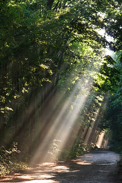 istock sun fog in forest 153431706