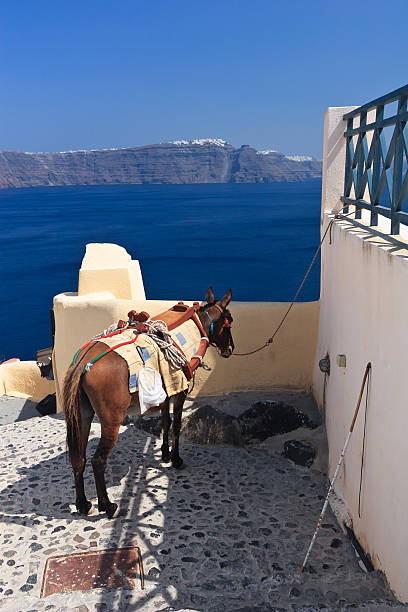 istock donkey in Santorini, Greece 153431779