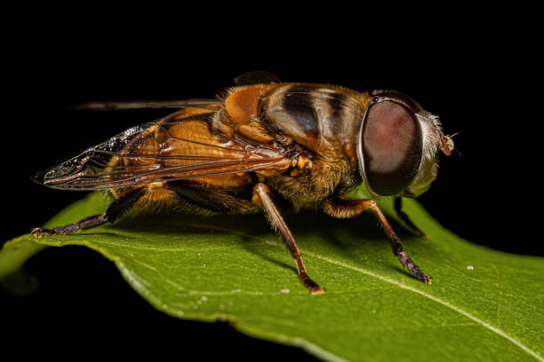 istock Adult Plushback Fly 1534318952