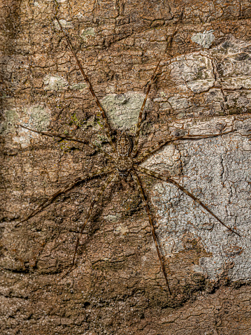 Small Trechaleid Spider of the Genus Syntrechalea