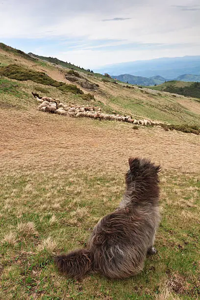 a beautiful dog that guards the sheep