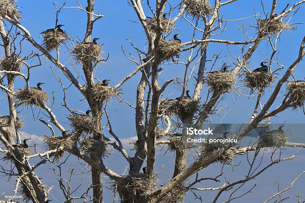 Kormoran Nestern in einem Baum - Lizenzfrei Baum Stock-Foto