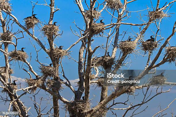 Kormoran Nestern In Einem Baum Stockfoto und mehr Bilder von Baum - Baum, Blau, Delta