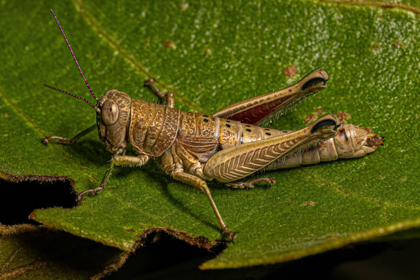 istock Spur-throated Grasshopper Insect 1534321247