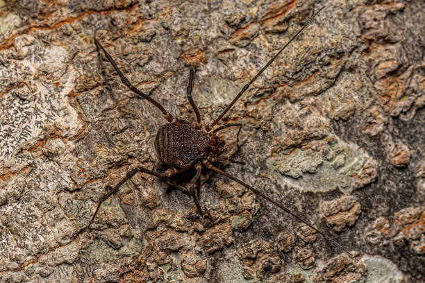istock Adult Gonyleptid Harvestmen 1534322177