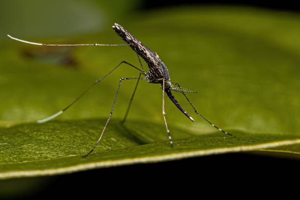 istock Adult Malaria Mosquito 1534322717