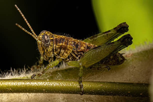 istock Spur-throated Grasshopper Insect 1534323768
