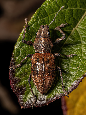 Adult Broad nosed Weevil of the Tribe Naupactini