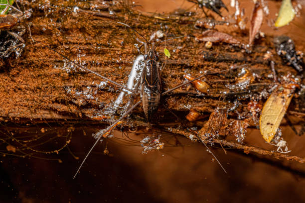 istock Adult Striped Pond Skater 1534324287